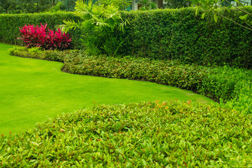 Obraz premium Green lawns, green houses and trees planted for fencing Gardening for the background