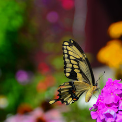 Giant swallowtail butterfly feeding on phlox flowers
