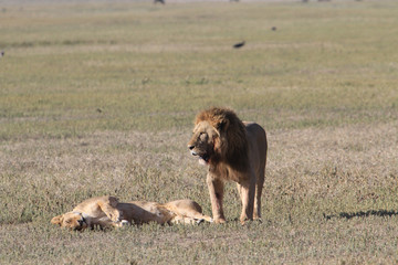 Lion Pair