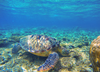 Fototapeta na wymiar Sea turtle eating seaweeds on seabottom. Green turtle in wild nature.