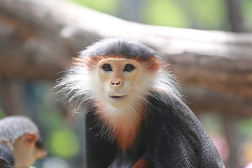 macaque of Asia.