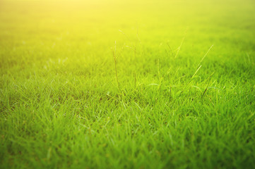 Fototapeta premium green lawn,backyard for background