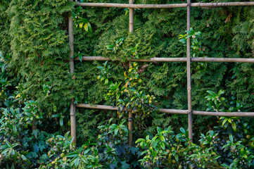 Green vegetation growing through a trellis