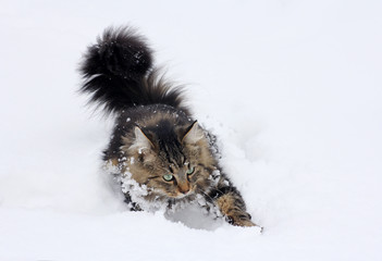 Eine Norwegische Waldkatze läuft durch den hohen Schnee