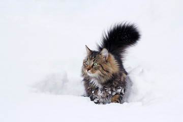 Norwegische Waldkatze im hohen Schnee