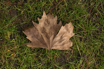 Dried maple leaf on grass background