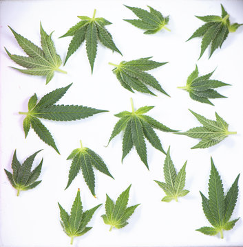 Small cannabis leaves isolated over white - medical marijuana concept