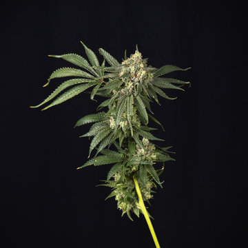 Cannabis stalk (mangolope strain) parcially trimmed isolated over black background