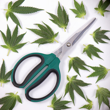 Cannabis leaves & trimming scissors over white - medical marijuana concept