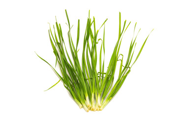 Asian chives (leek) isolated on white background