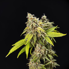 Cannabis cola (Thousand Oaks marijuana strain) with visible hairs and leaves on late flowering stage