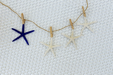 Starfish 