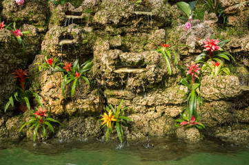 Flowers Bromeliaceae on a rock on the banks of water