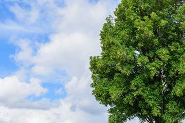 Large tree provides shade a park