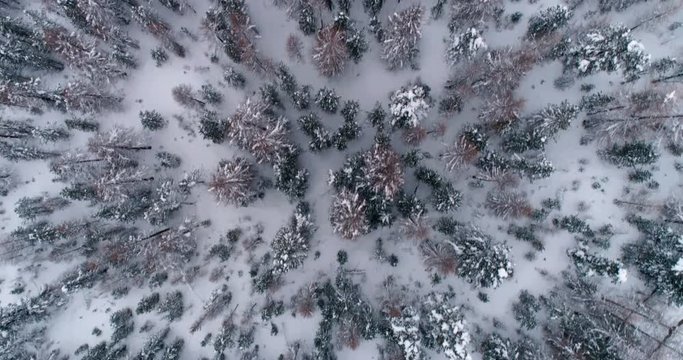 Aerial directly above winter forest with snow , top view shot
