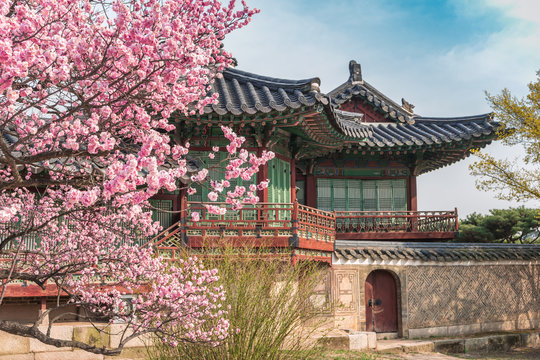 Spring Cherry Blossom at Changdeokgung Palace, Seoul, South Korea