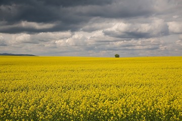 Obraz premium Rapeseed field landscape