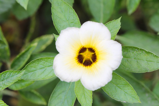 Turnera subulata or white Sage Rose flower.