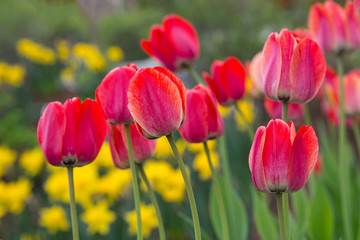 Obraz premium Wiosenne tulipany