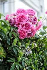 Beautiful pink roses in garden