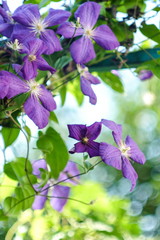 Beautiful purple flowers of clematis over green background.