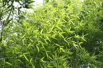 Bamboo tree of Bright green in public garden.