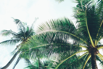 Fototapeta na wymiar Coconut palm tree with sunlight passing through