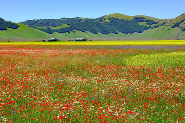 panorama plateau Castelluccio di norcia Umbria italy