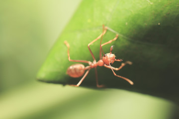 World of ant / Ants working