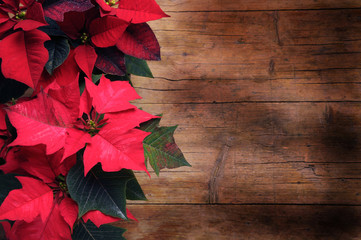 Euphorbia pulcherrima Mexican flame leaf Poinsettia Christmas star Winter rose  Noche Buena...