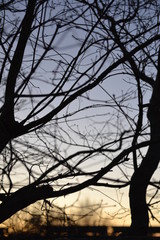 Bare tree at dusk