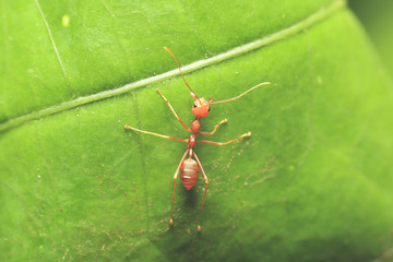 World of ant / Ants working