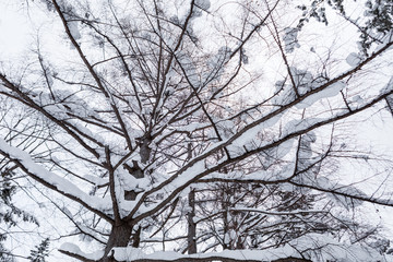 Bottom view of tree covered by snow, winter season, Japan.
