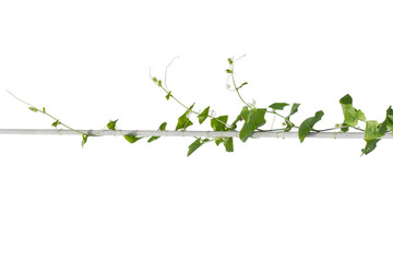 vine plants isolate on white background