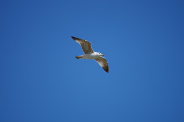 Fototapeta premium Seagull