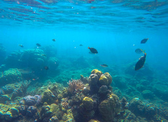Naklejka na ściany i meble Undersea scene with marine animals. Exotic seashore corals and fishes.