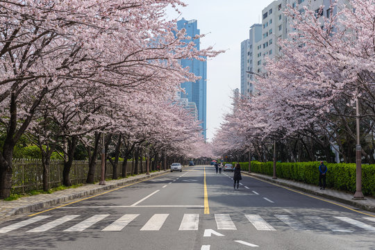 Cherry Blossom at Busan, South Korea