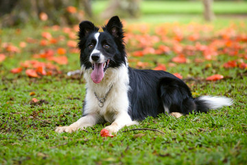 Attentive border collie dog lying down on the grass on a sunny day with flowers on background