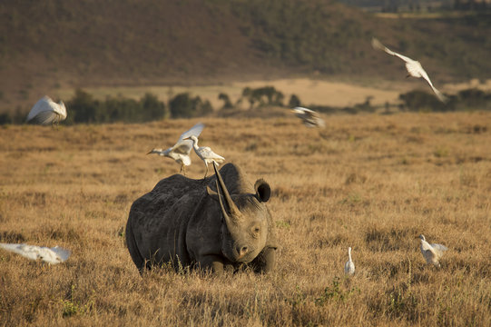 Black rhino & egrets on the savanna at sunset