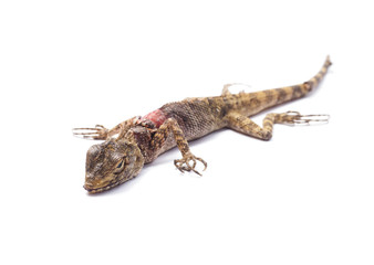 Injured and dead lizard on white background