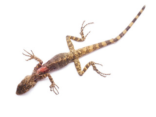 Naklejka premium Rannych i martwych jaszczurek na białym tle