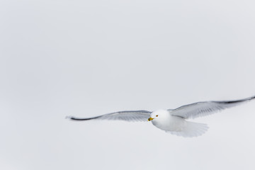 flight, wings, seagull, freedom, flight, carefree