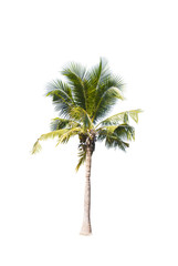 Coconut trees on white background 
