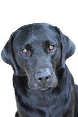 Fototapeta na wymiar Black Labrador Dog Close Up White Background Looking At Camera