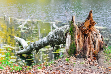 Fototapeta na wymiar Broken birch on the shore of the pond fell in the water