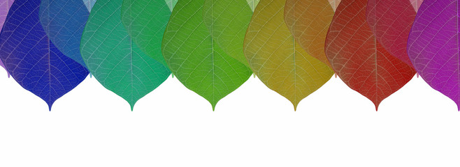 Colorful leaf with copy space