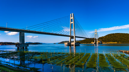 伊唐大橋と青オサ
