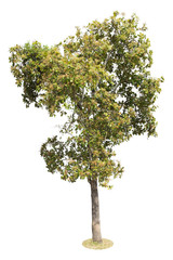 Fototapeta premium Tree Isolated on white background, Object element for design. Clipping path