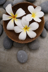 Three frangipani in wooden bowl with spa stones on grey background.

