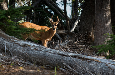 Deer, Olympic National Park